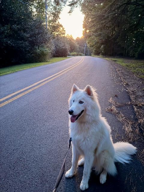 Enlarge Yuki, a Adopted Siberian Husky in Cumming, GA image 3/3