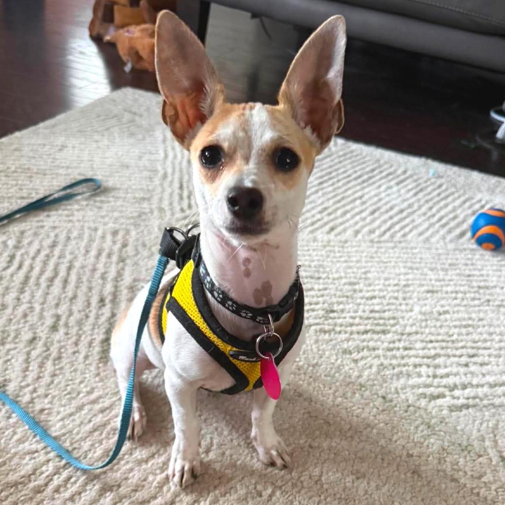 Pascal, Adoptable, Puppy Male Chihuahua.