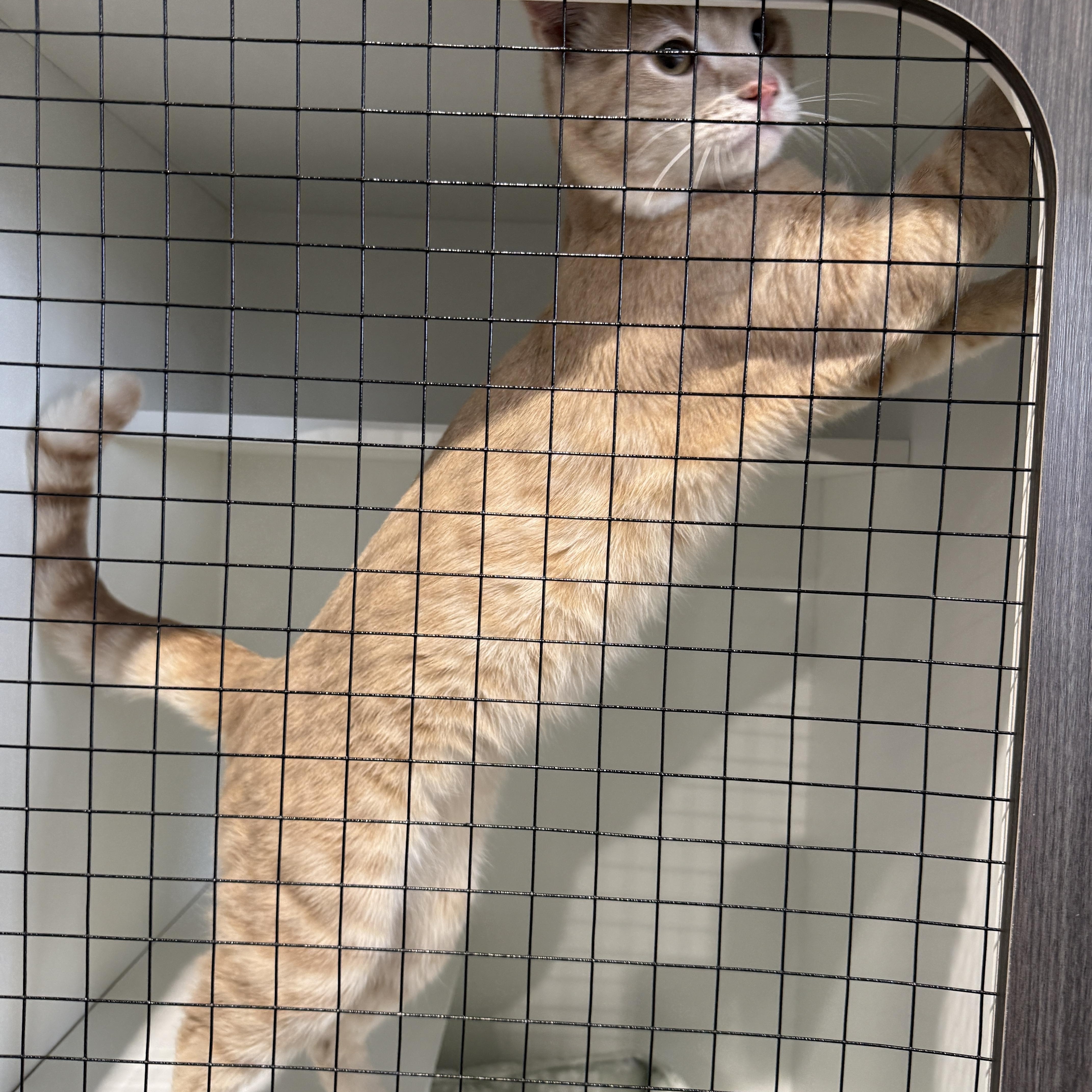 Enlarge Gus 4486, a Adopted Domestic Short Hair in Phoenix, AZ image 4/5