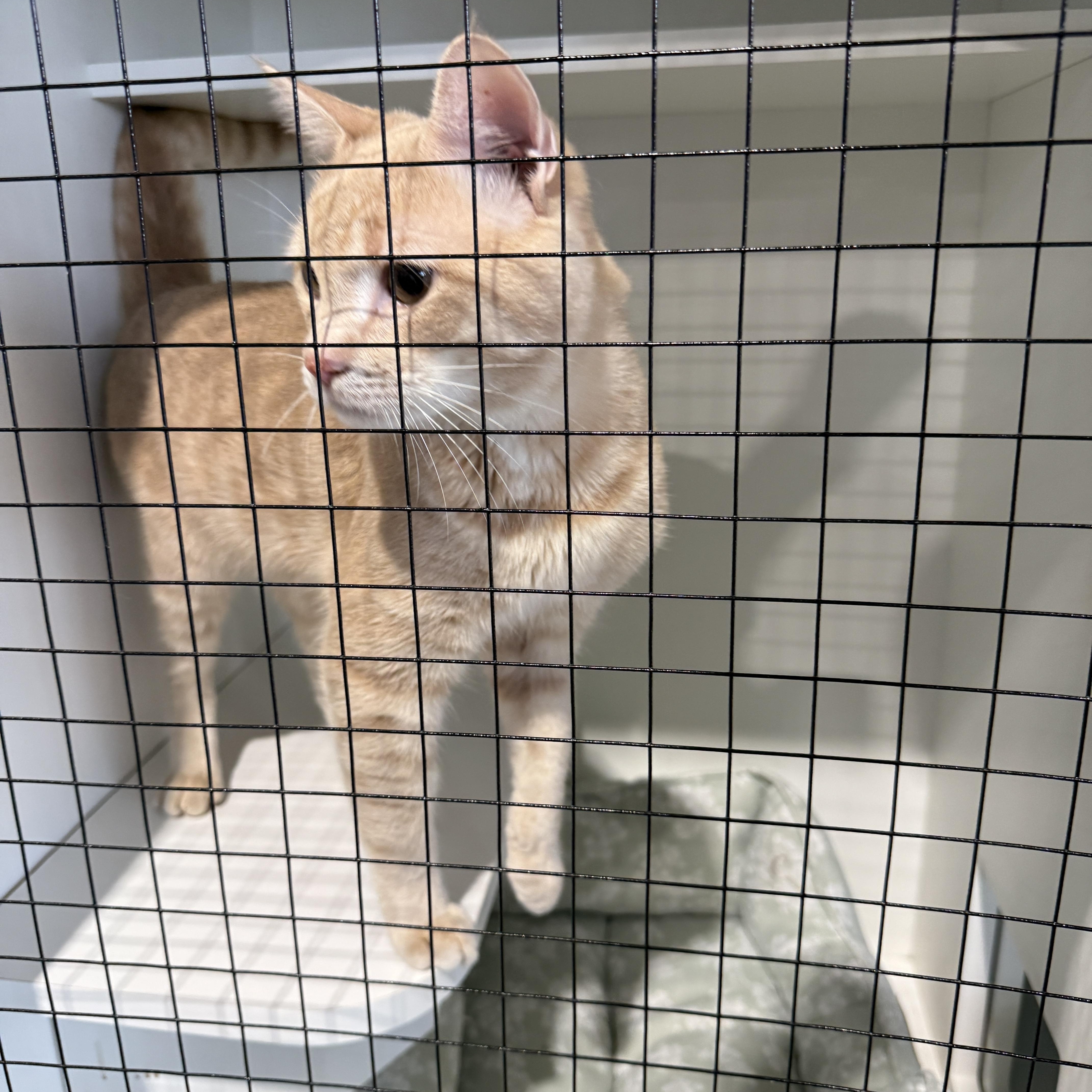 Enlarge Gus 4486, a Adopted Domestic Short Hair in Phoenix, AZ image 2/5