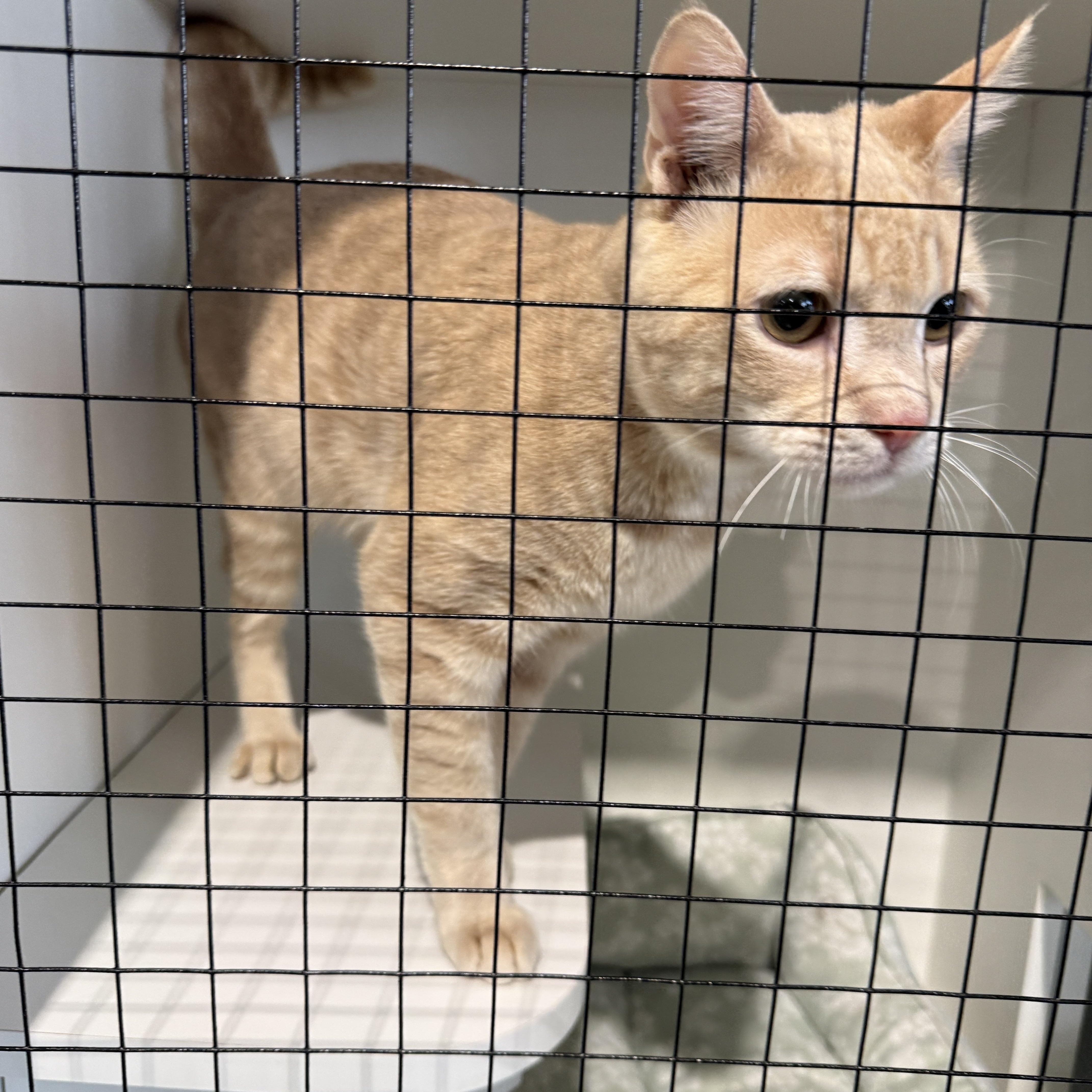 Gus 4486, Adopted, Adult Male Domestic Short Hair.
