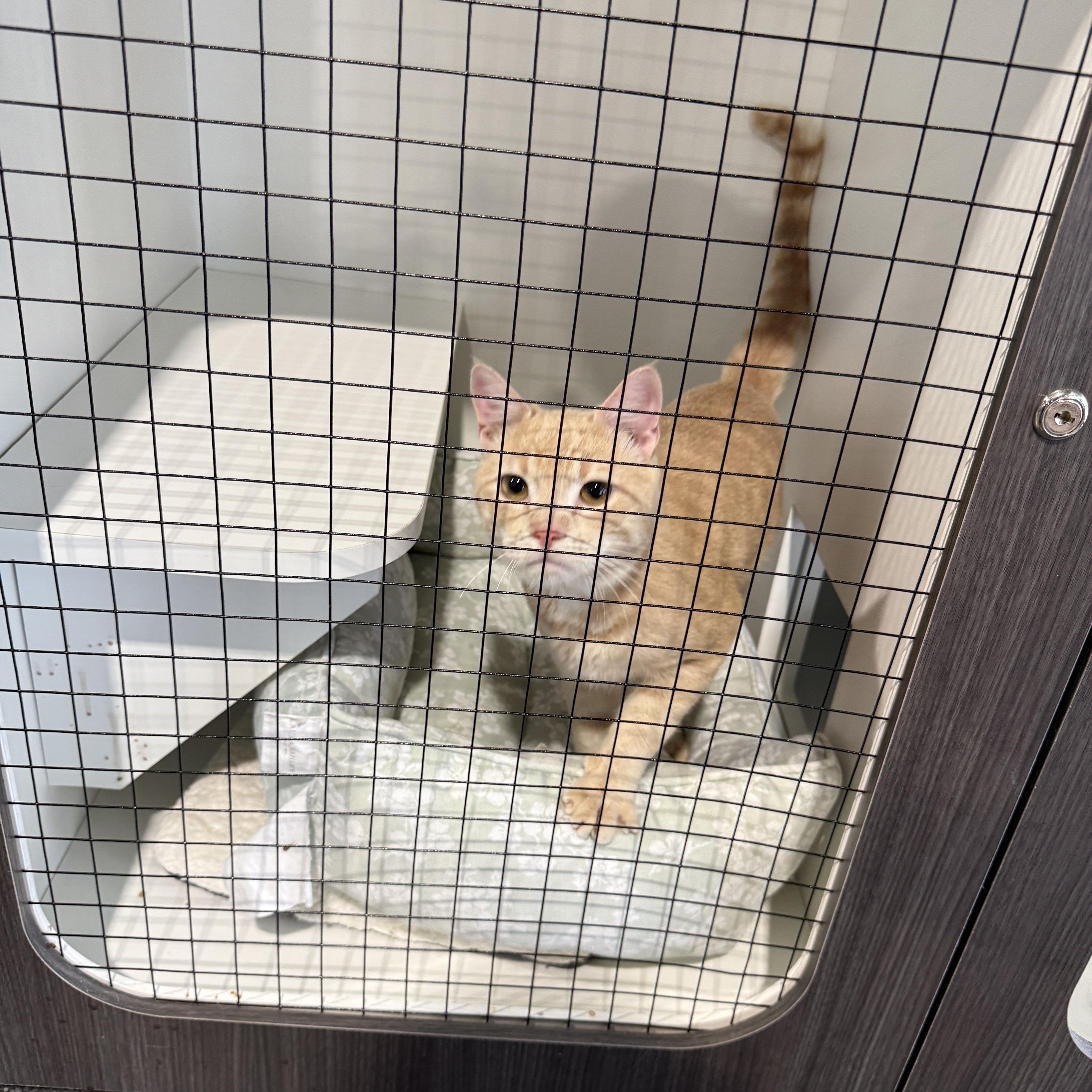 Enlarge Gus 4486, a Adopted Domestic Short Hair in Phoenix, AZ image 5/5