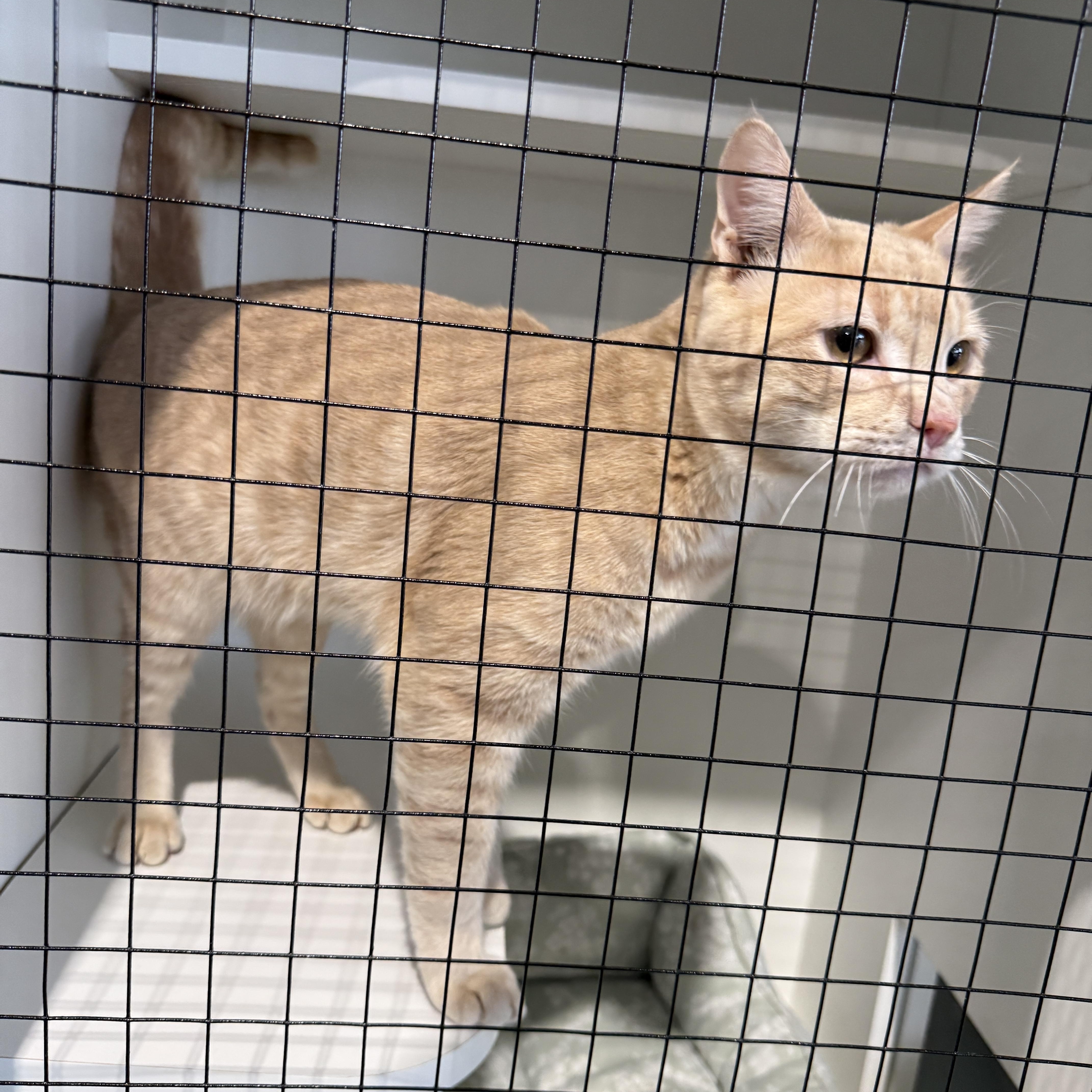 Enlarge Gus 4486, a Adopted Domestic Short Hair in Phoenix, AZ image 3/5