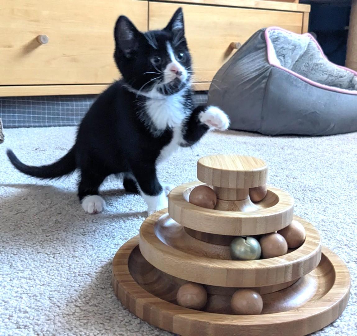 Panda, adopted, Kitten Male Tuxedo.