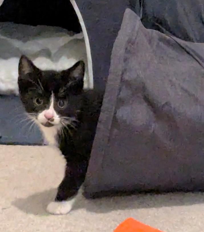Panda, an adopted Tuxedo in Stoney Creek, ON image 5/5