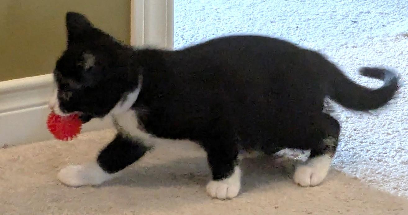 Panda, an adopted Tuxedo in Stoney Creek, ON image 4/5