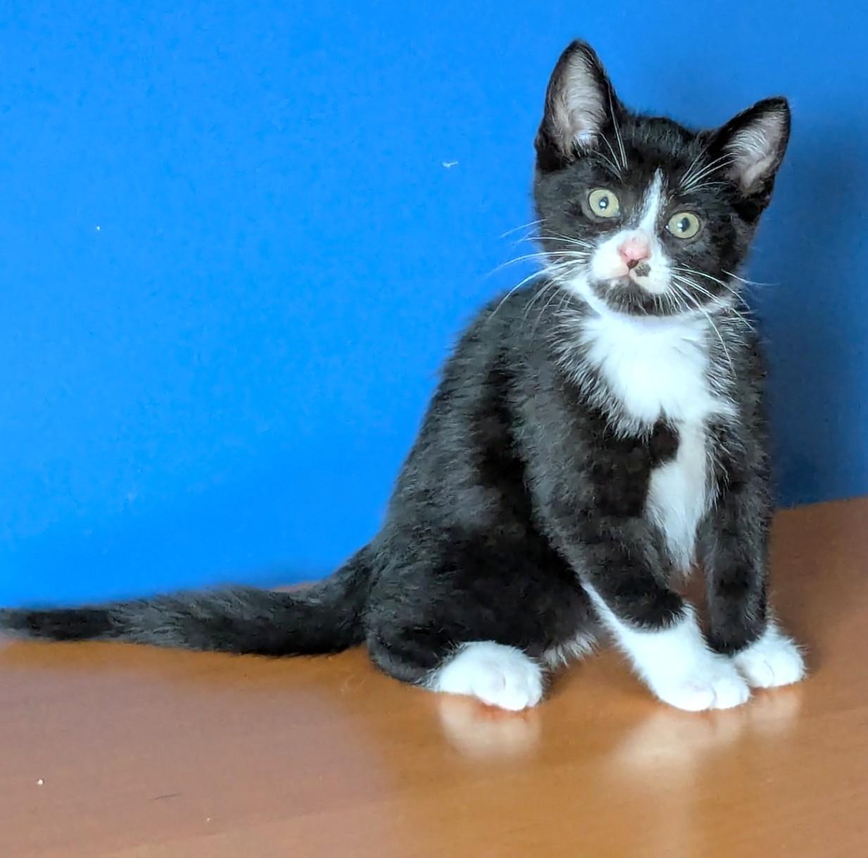 Panda, an adopted Tuxedo in Stoney Creek, ON image 2/5