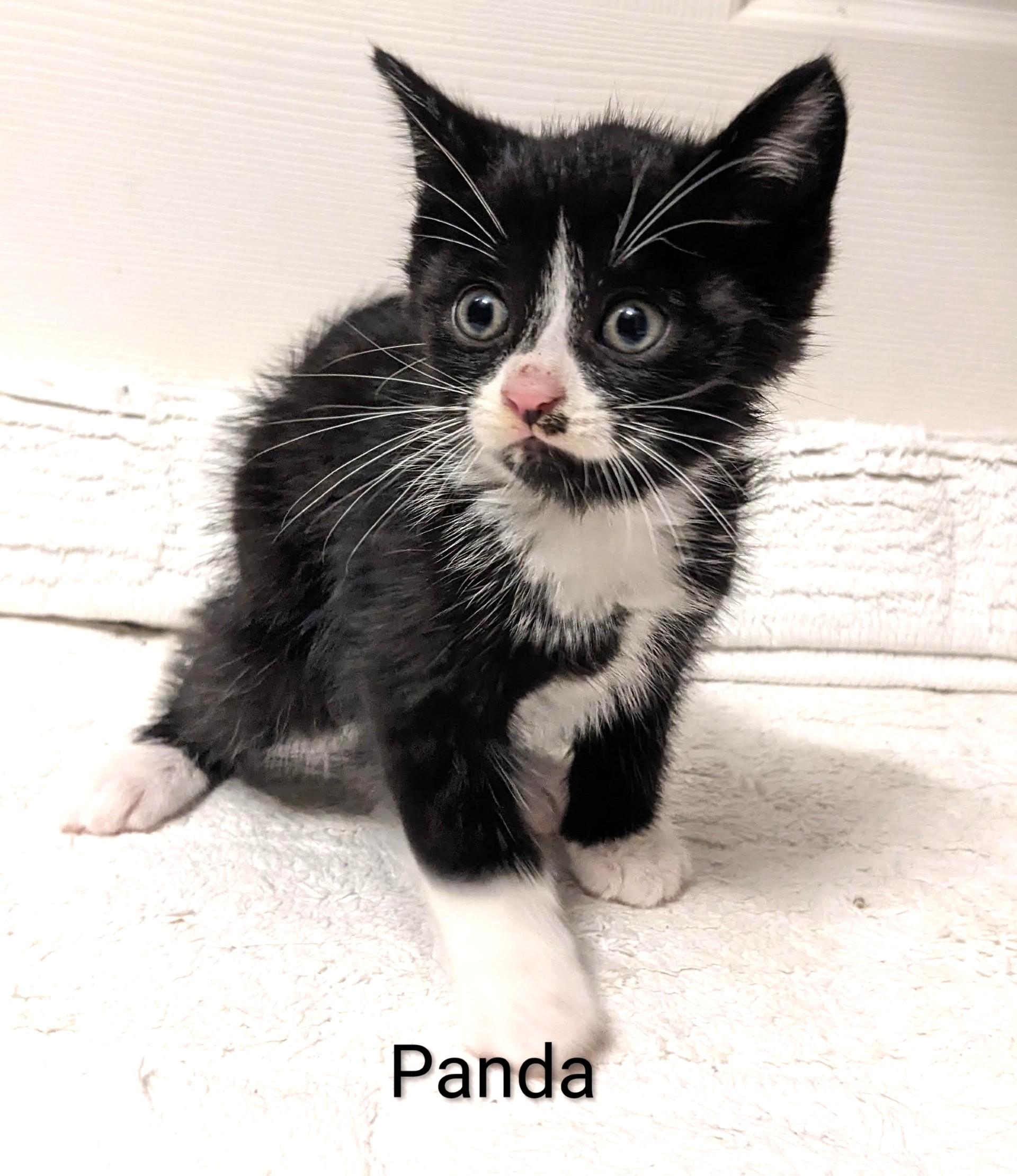 Panda, an adopted Tuxedo in Stoney Creek, ON image 3/5