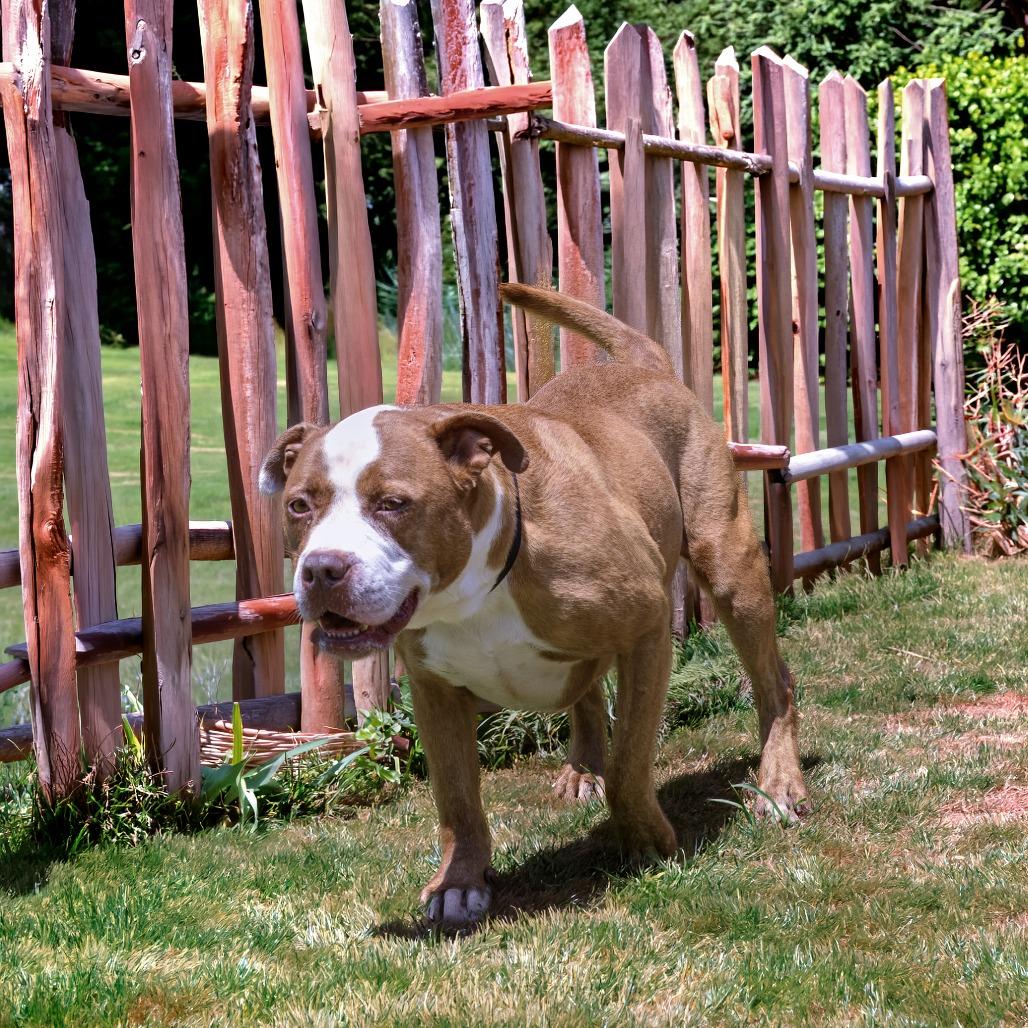 Remy, Adoptable, Adult Female Pit Bull Terrier & Mixed Breed.