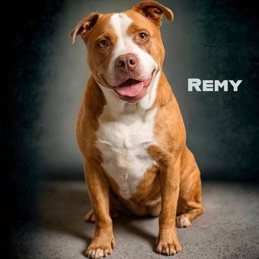 Enlarge Remy, a Adoptable mixed breed in Weatherford, TX image 2/6