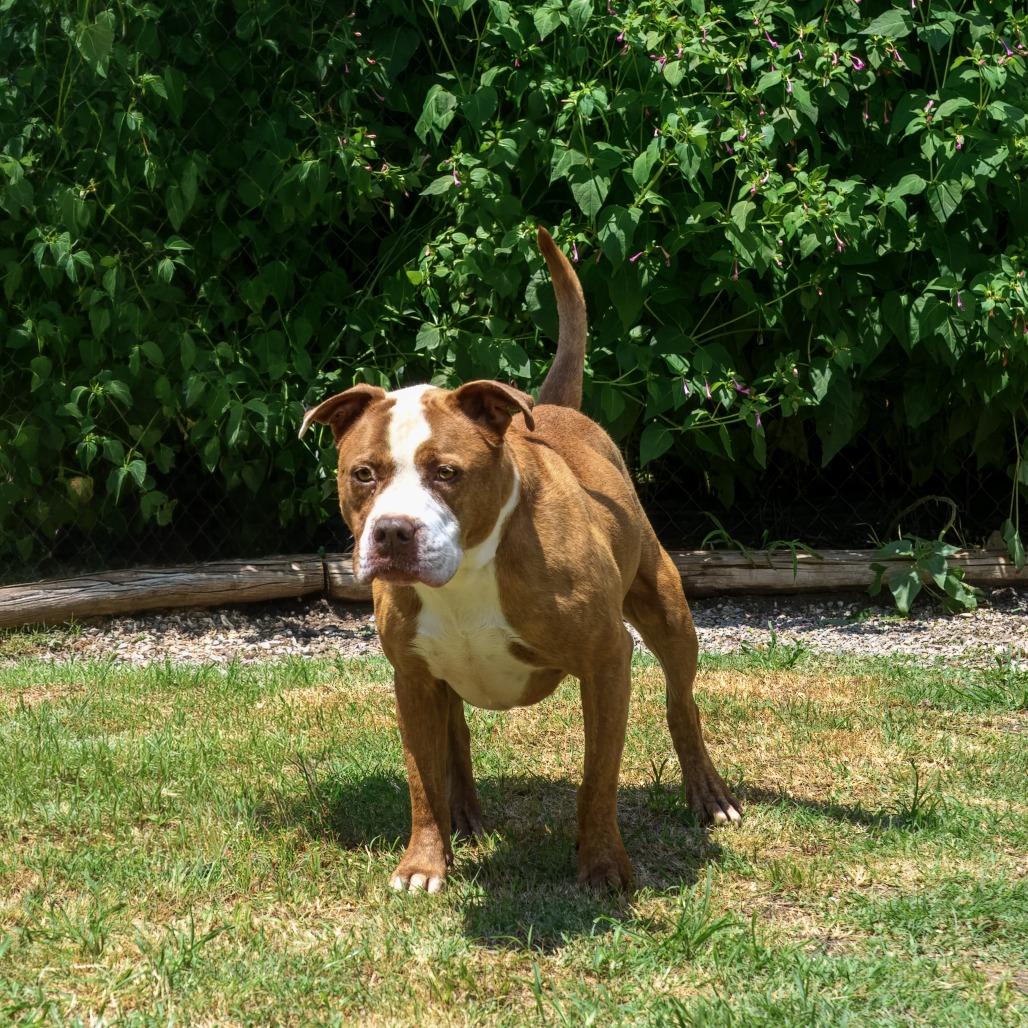 Enlarge Remy, a Adoptable mixed breed in Weatherford, TX image 3/6