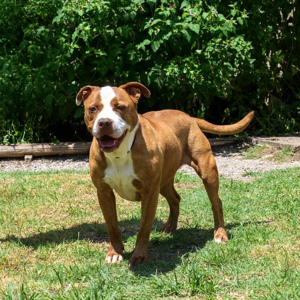 Enlarge Remy, a Adoptable mixed breed in Weatherford, TX image 4/6