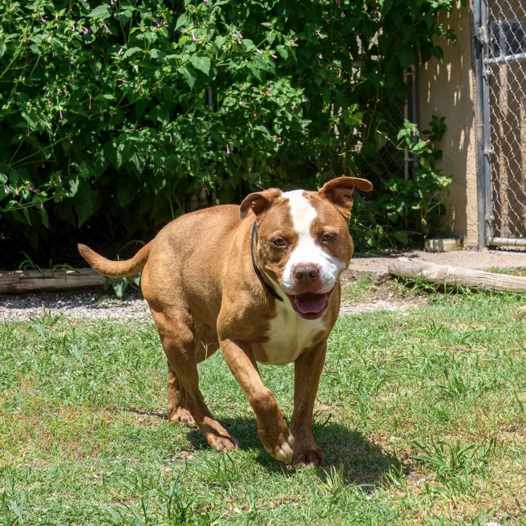 Enlarge Remy, a Adoptable mixed breed in Weatherford, TX image 5/6