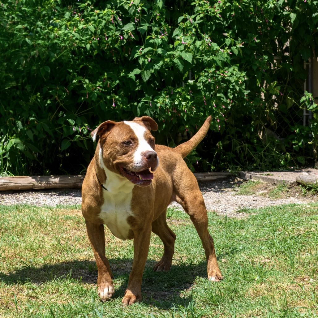 Enlarge Remy, a Adoptable mixed breed in Weatherford, TX image 6/6