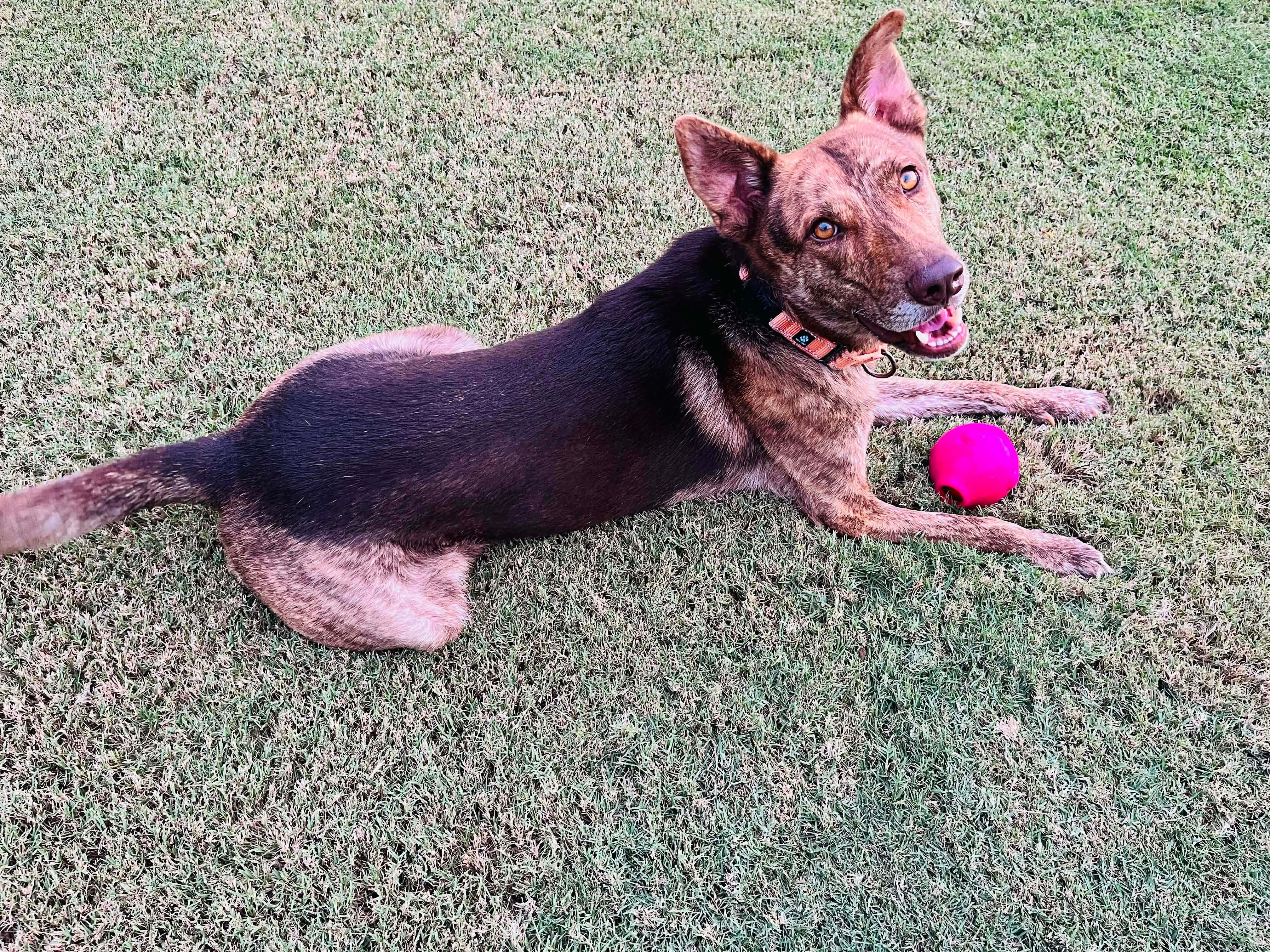 Dutch, a Adoptable German Shepherd Dog in Humble, TX image 2/6