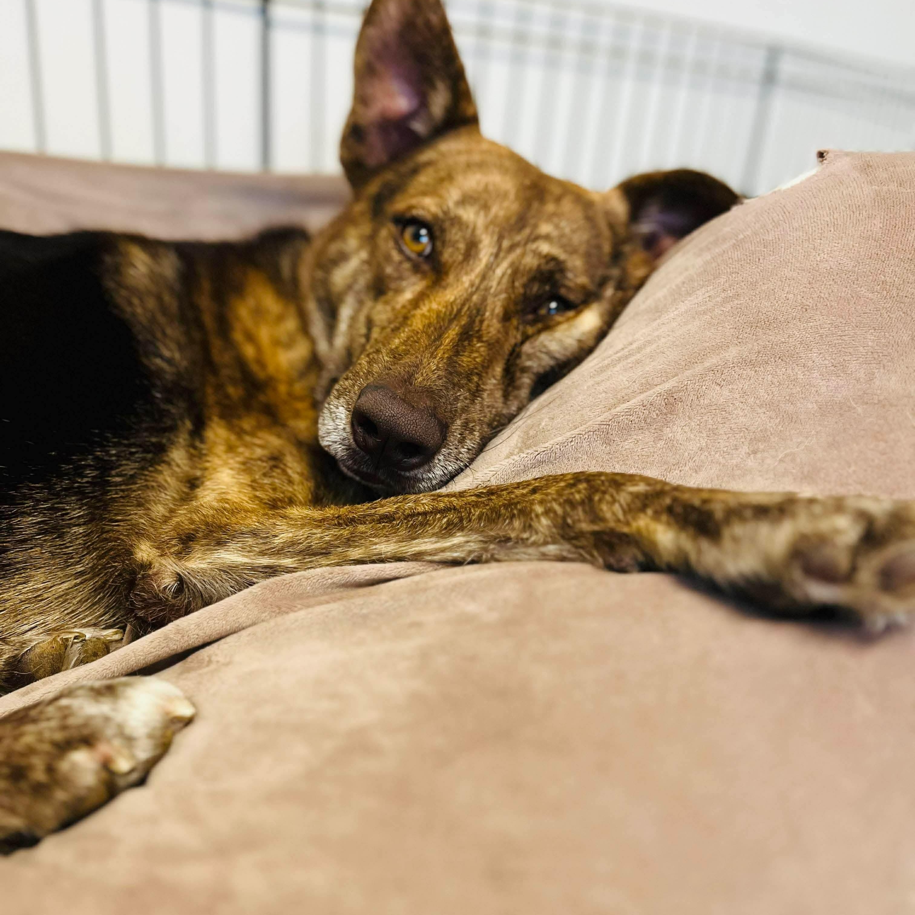 Dutch, a Adoptable German Shepherd Dog in Humble, TX image 3/6