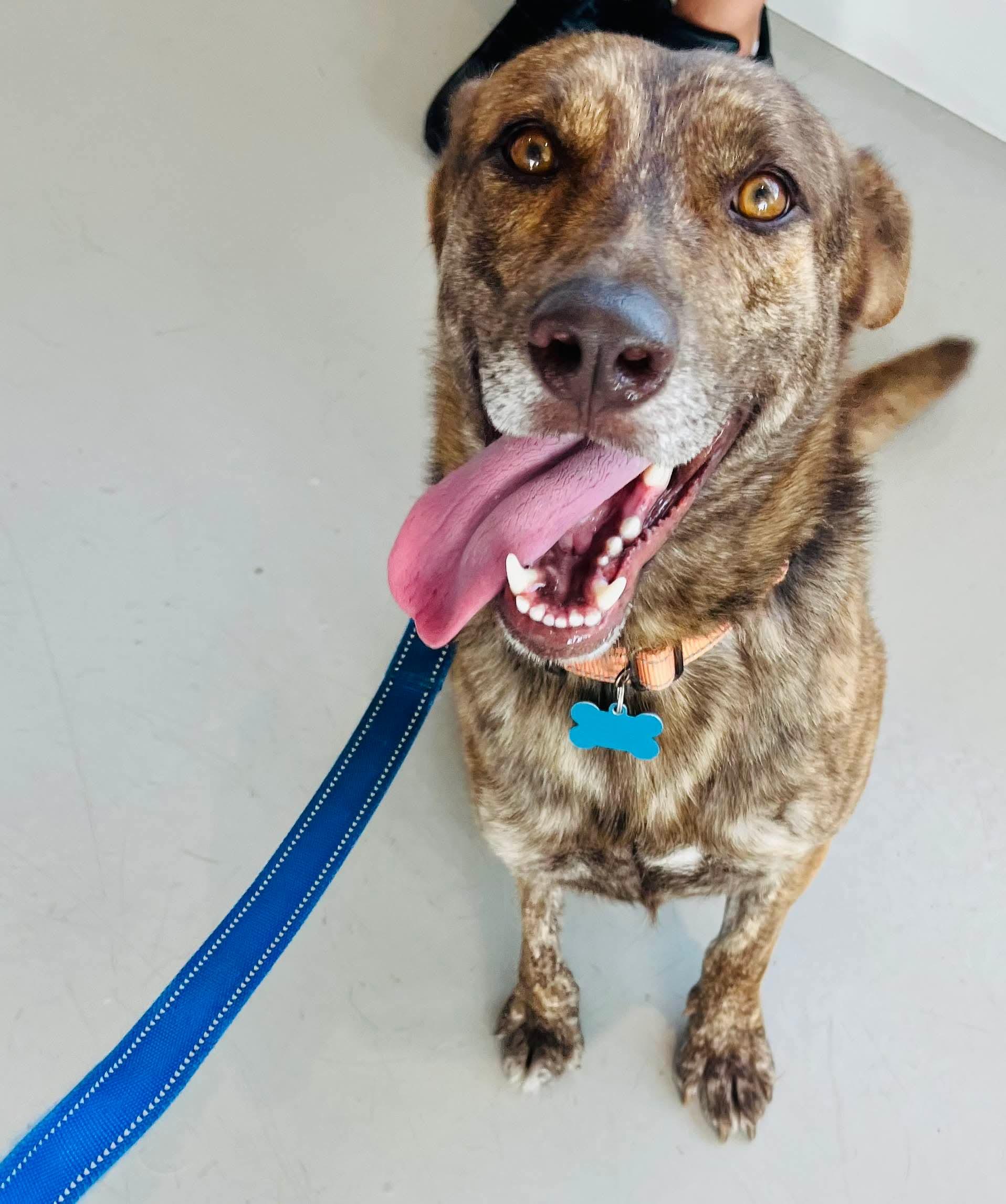 Dutch, a Adoptable German Shepherd Dog in Humble, TX image 4/6