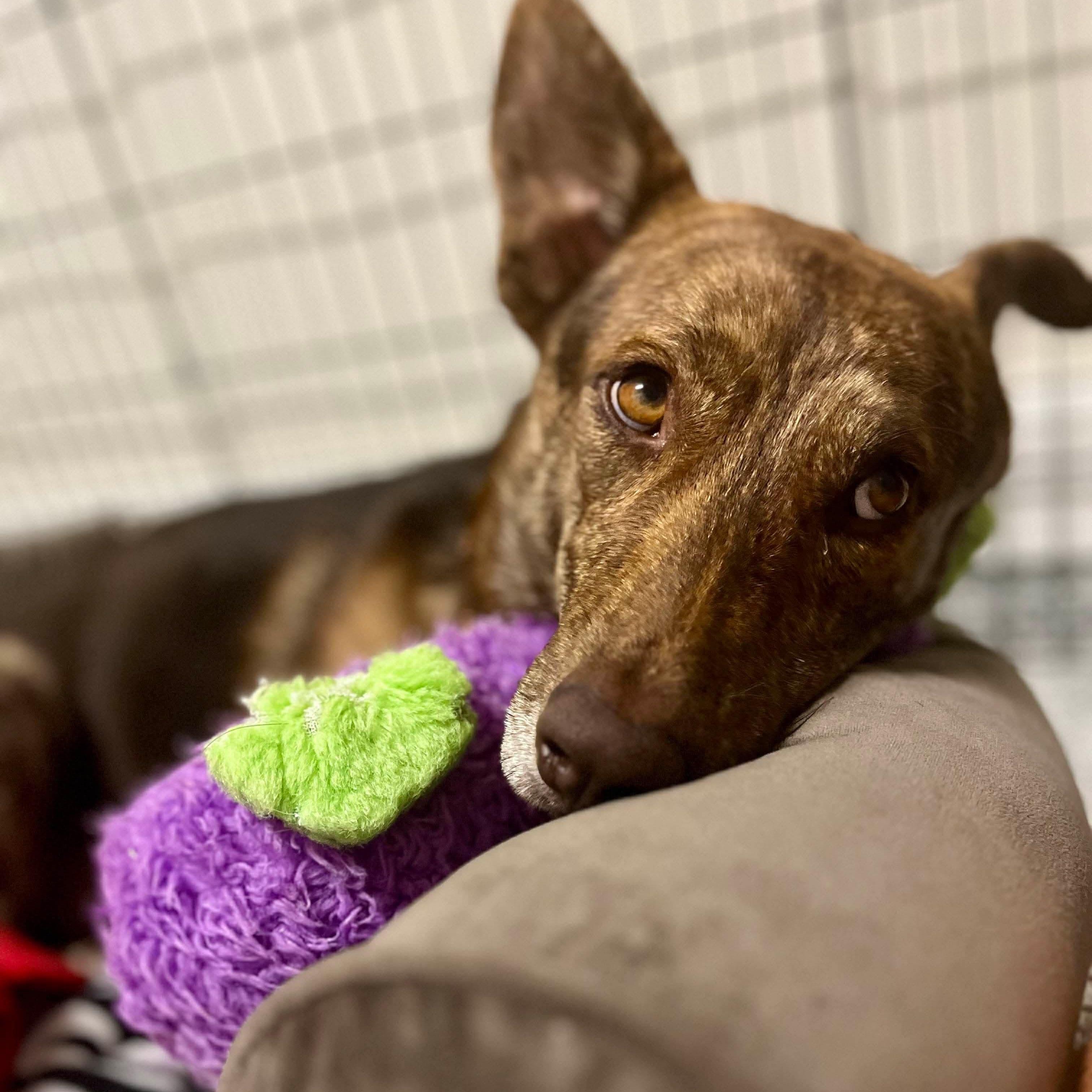 Dutch, a Adoptable German Shepherd Dog in Humble, TX image 5/6