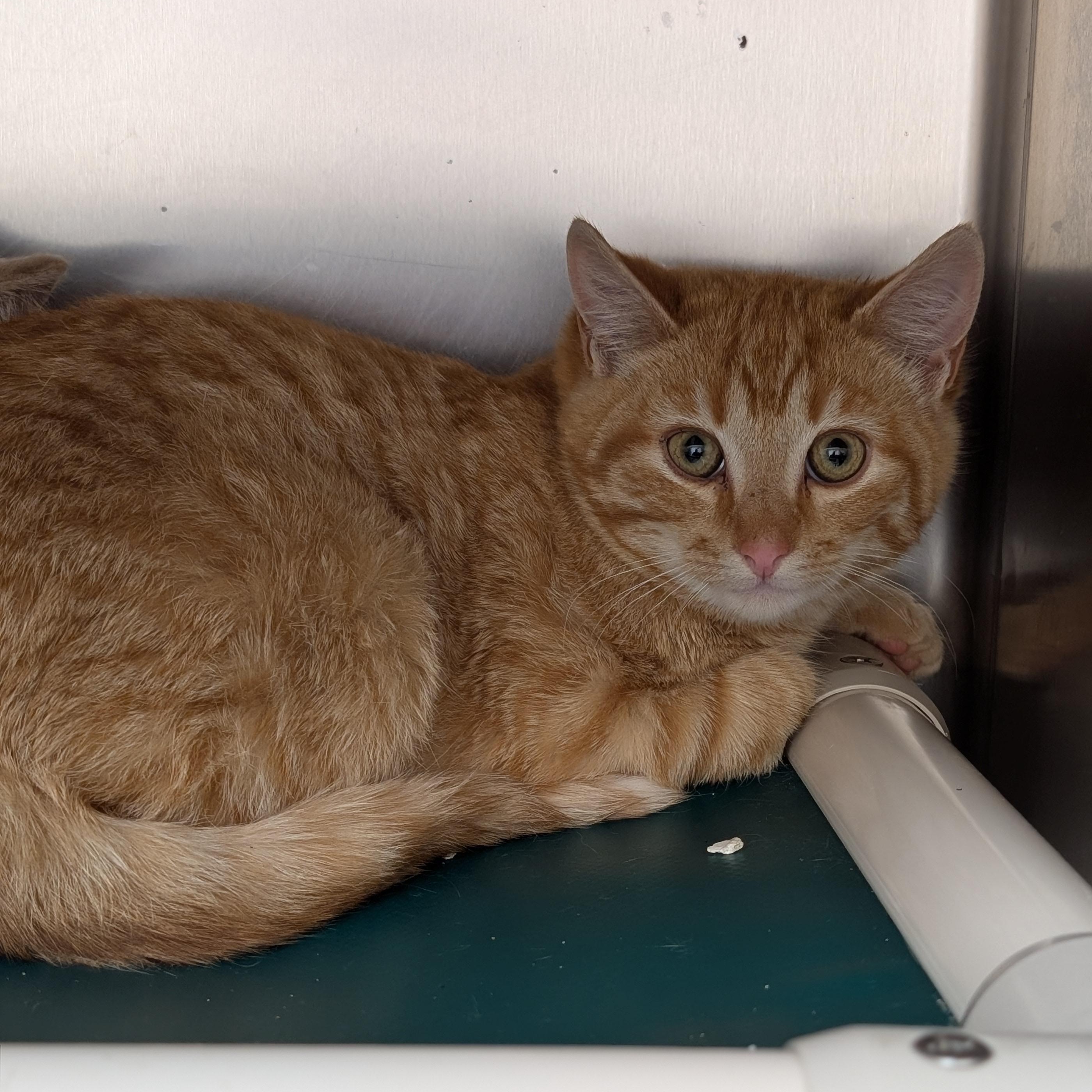 Cornflakes, adoptable, Kitten Male Domestic Short Hair.
