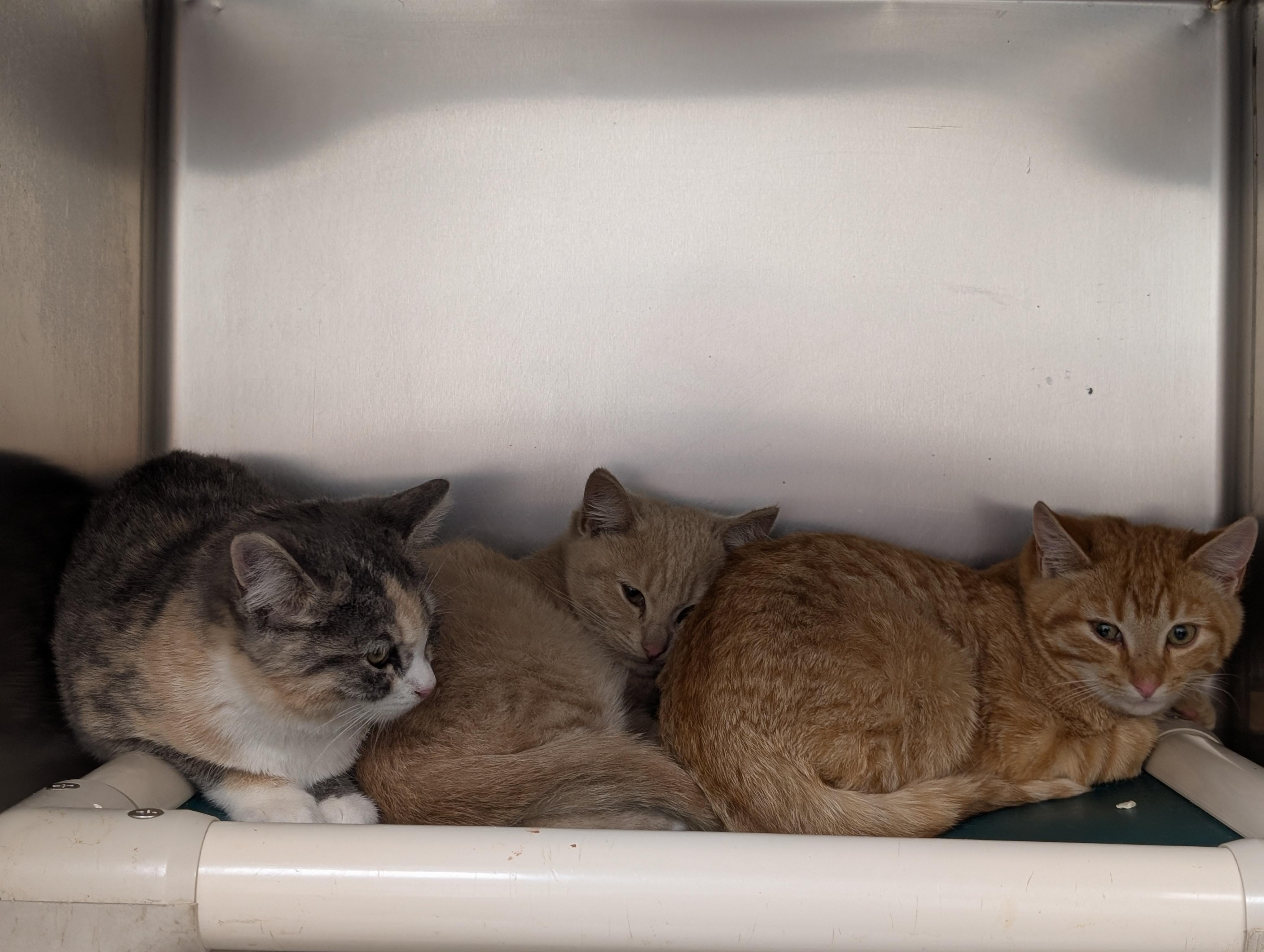 Enlarge Cornflakes, an adoptable Domestic Short Hair in St. Augustine, FL image 3/3