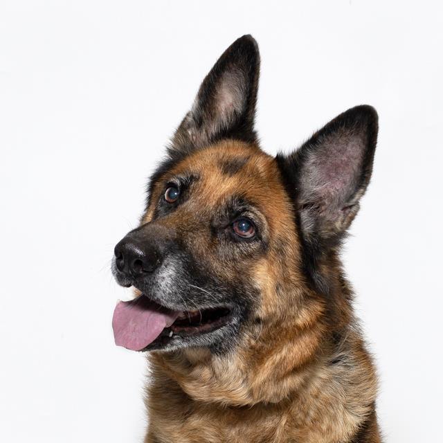Enlarge KYA, a Adoptable German Shepherd Dog in Santa Maria, CA image 1/1
