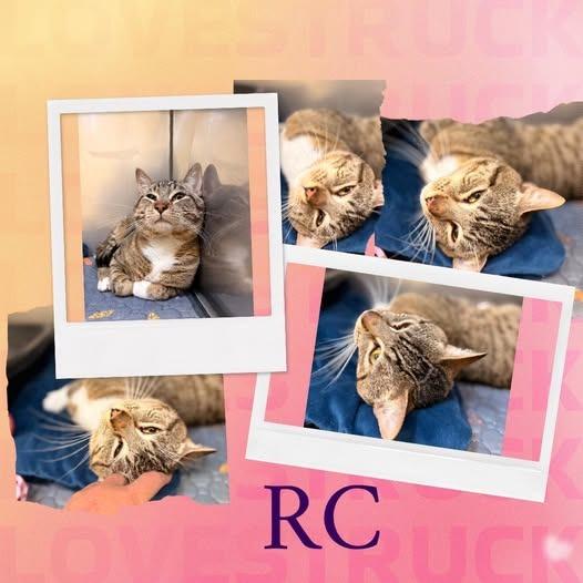 Enlarge RC, a Adoptable mixed breed in Rensselaer, IN image 1/1