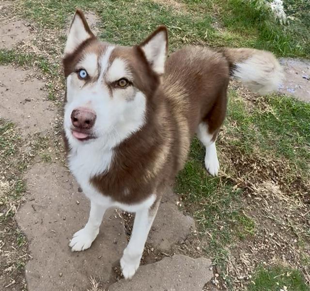 MICKEY, Adoptable, Young Male Husky & Mixed Breed.