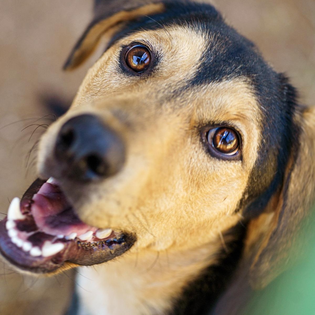 Enlarge Apollo, a Adopted mixed breed in Marble Falls, TX image 1/6