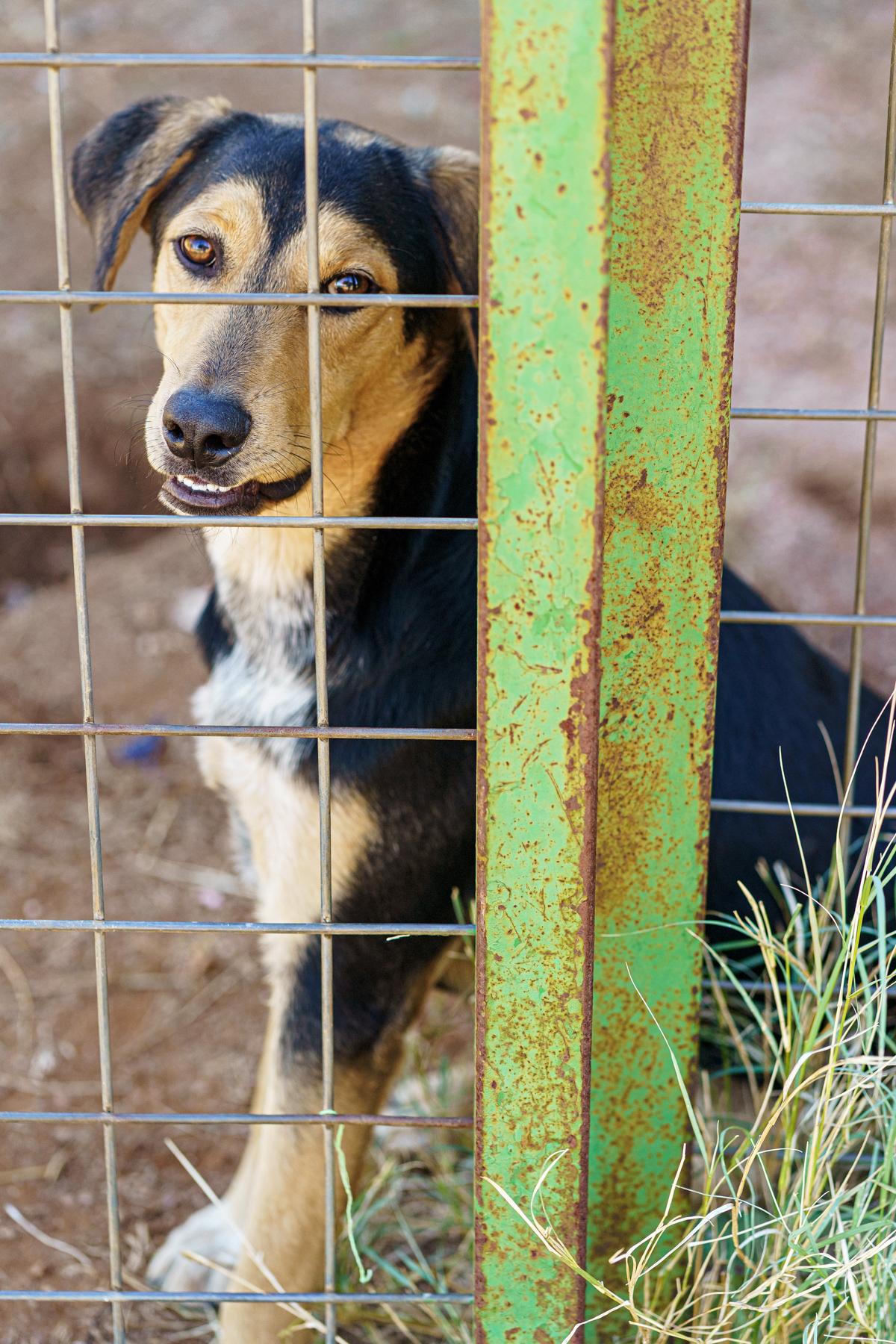 Enlarge Apollo, a Adopted mixed breed in Marble Falls, TX image 2/6