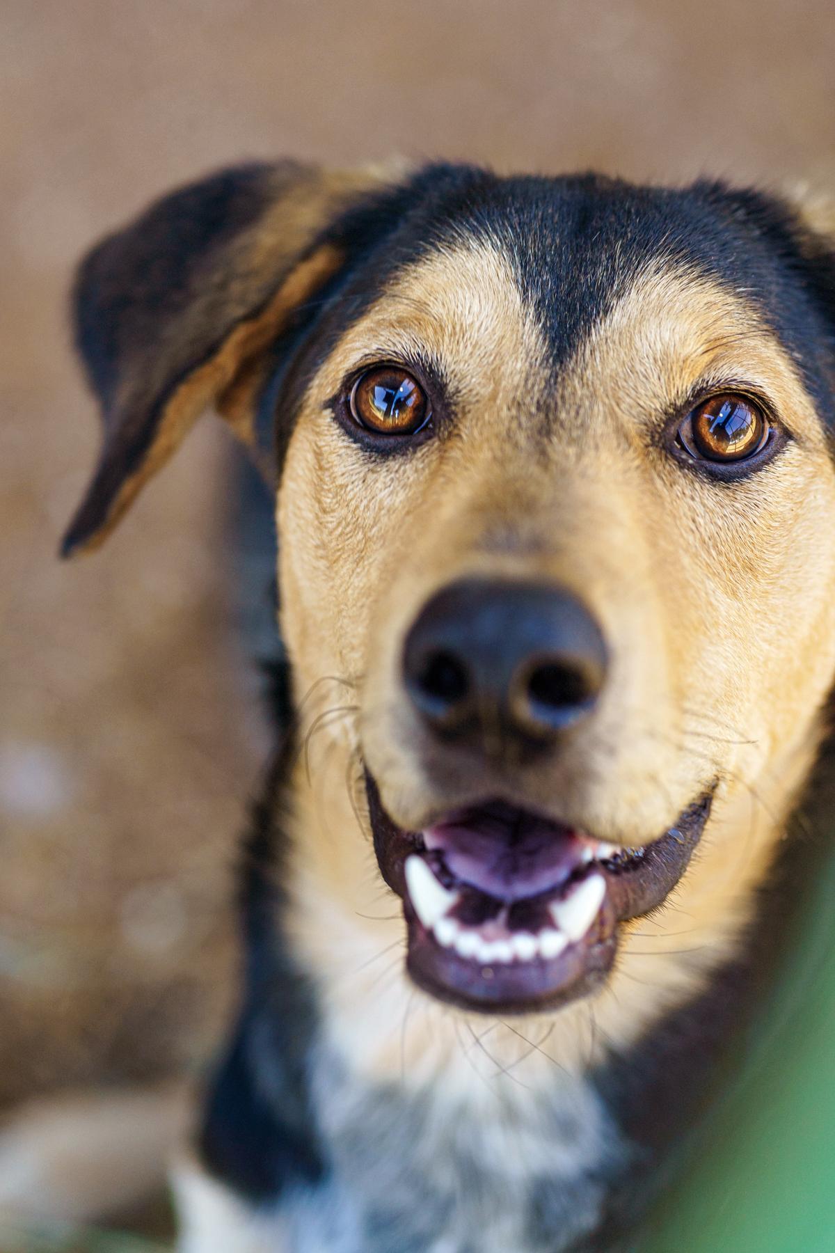 Enlarge Apollo, a Adopted mixed breed in Marble Falls, TX image 3/6