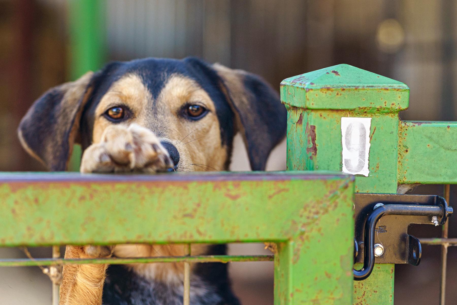 Enlarge Apollo, a Adopted mixed breed in Marble Falls, TX image 5/6