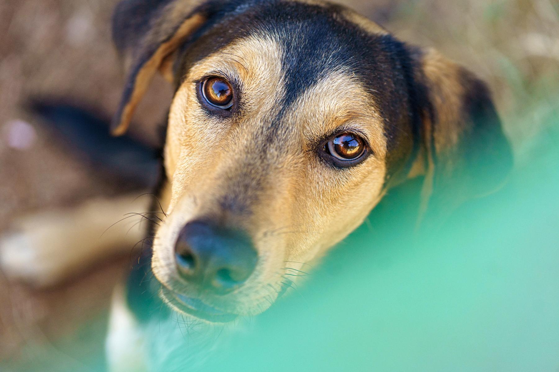 Enlarge Apollo, a Adopted mixed breed in Marble Falls, TX image 4/6
