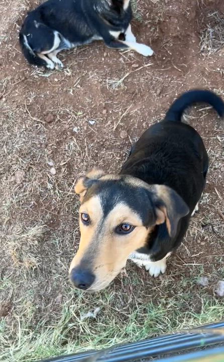 Enlarge Apollo, a Adopted mixed breed in Marble Falls, TX video 6/6