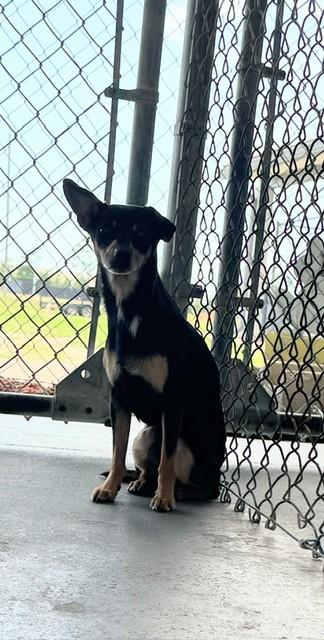 Enlarge ROCKY, a ADOPTABLE mixed breed in Lynn Haven, FL image 1/1