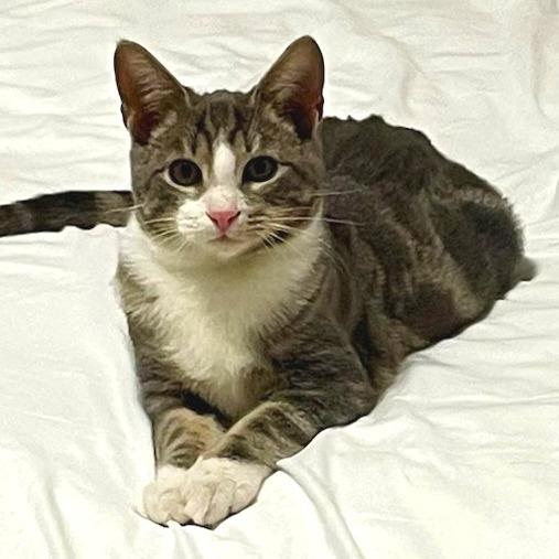 Simon, Adoptable, Kitten Male Domestic Short Hair.