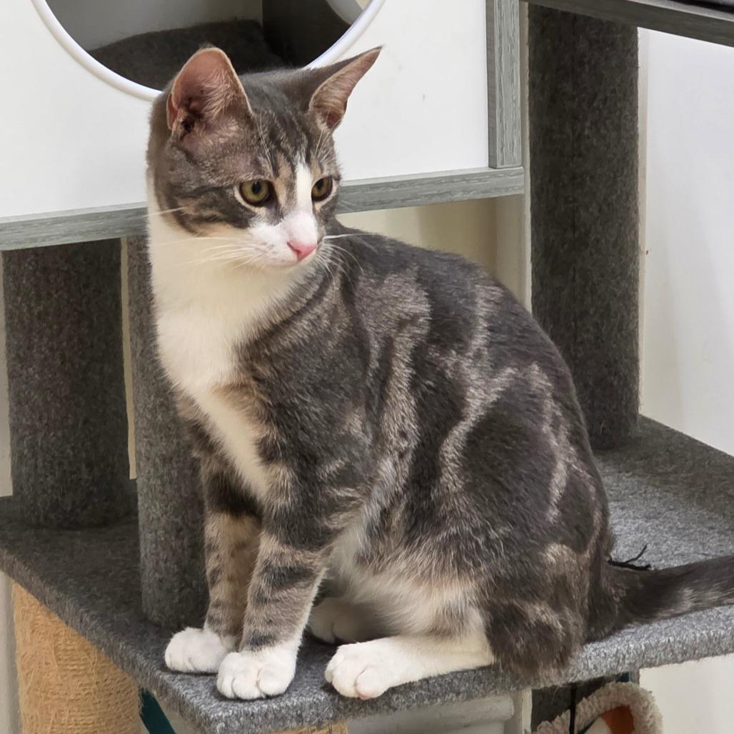 Simon, Adoptable, Young Male Domestic Short Hair.