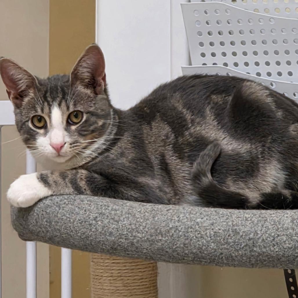 Enlarge Simon, a Adoptable Domestic Short Hair in Newport News, VA image 2/3