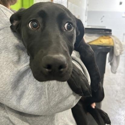 Sky, adopted, Young Female Black Labrador Retriever.