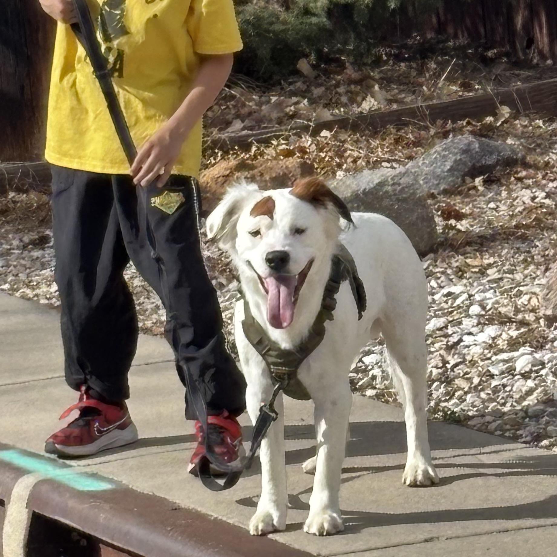 Enlarge Rocco, a ADOPTABLE mixed breed in Aspen, CO image 6/6