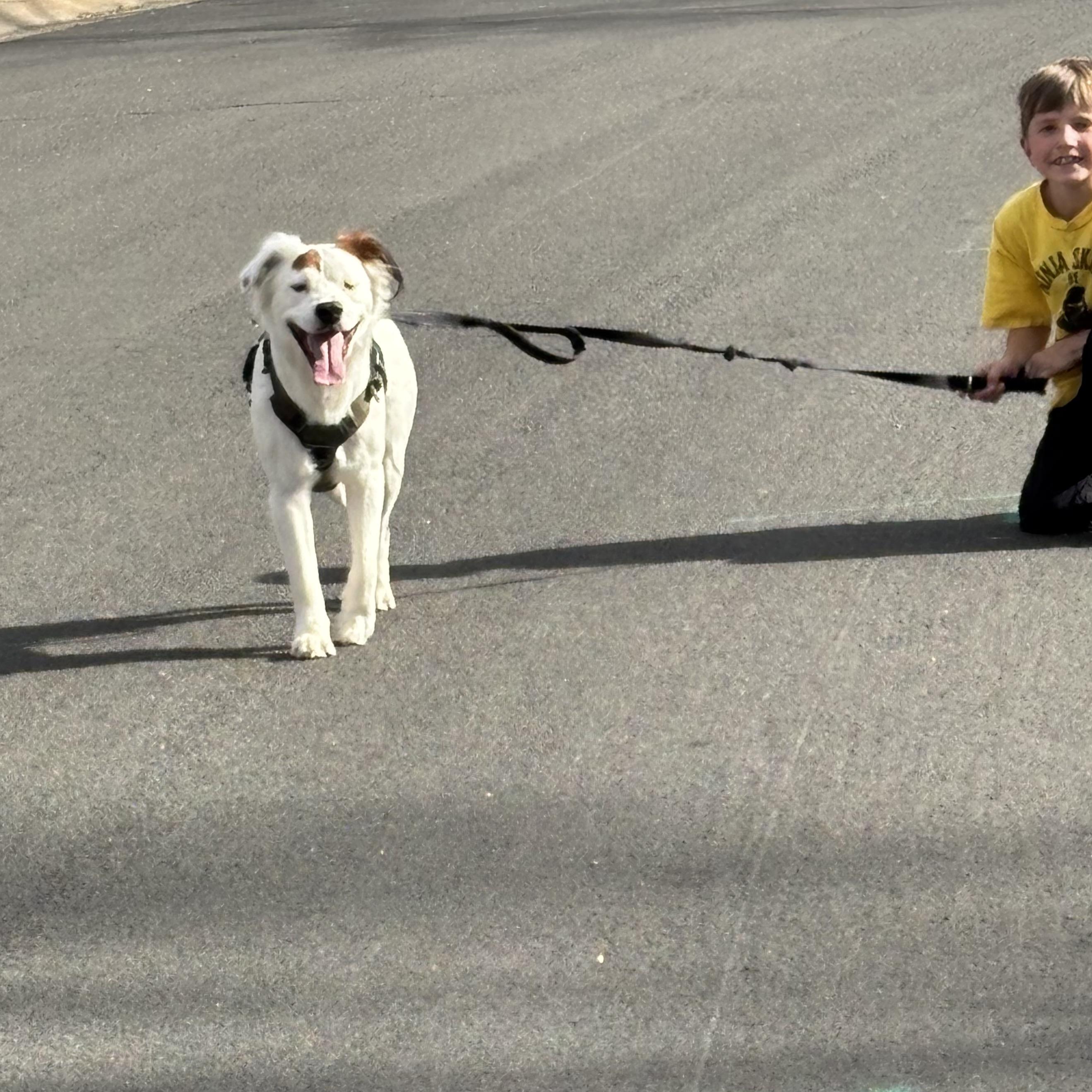 Enlarge Rocco, a ADOPTABLE mixed breed in Aspen, CO image 2/6