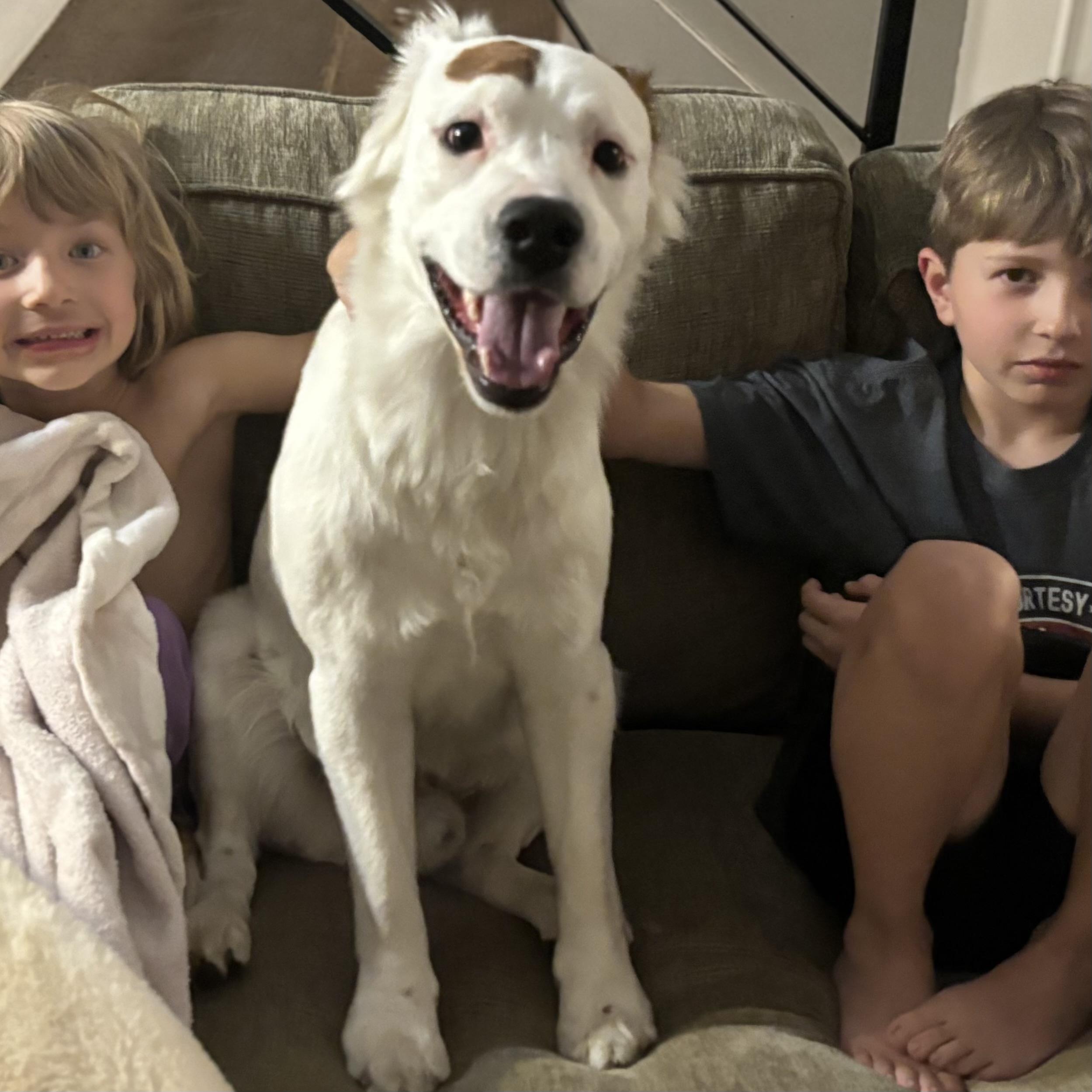 Enlarge Rocco, a ADOPTABLE mixed breed in Aspen, CO image 5/6