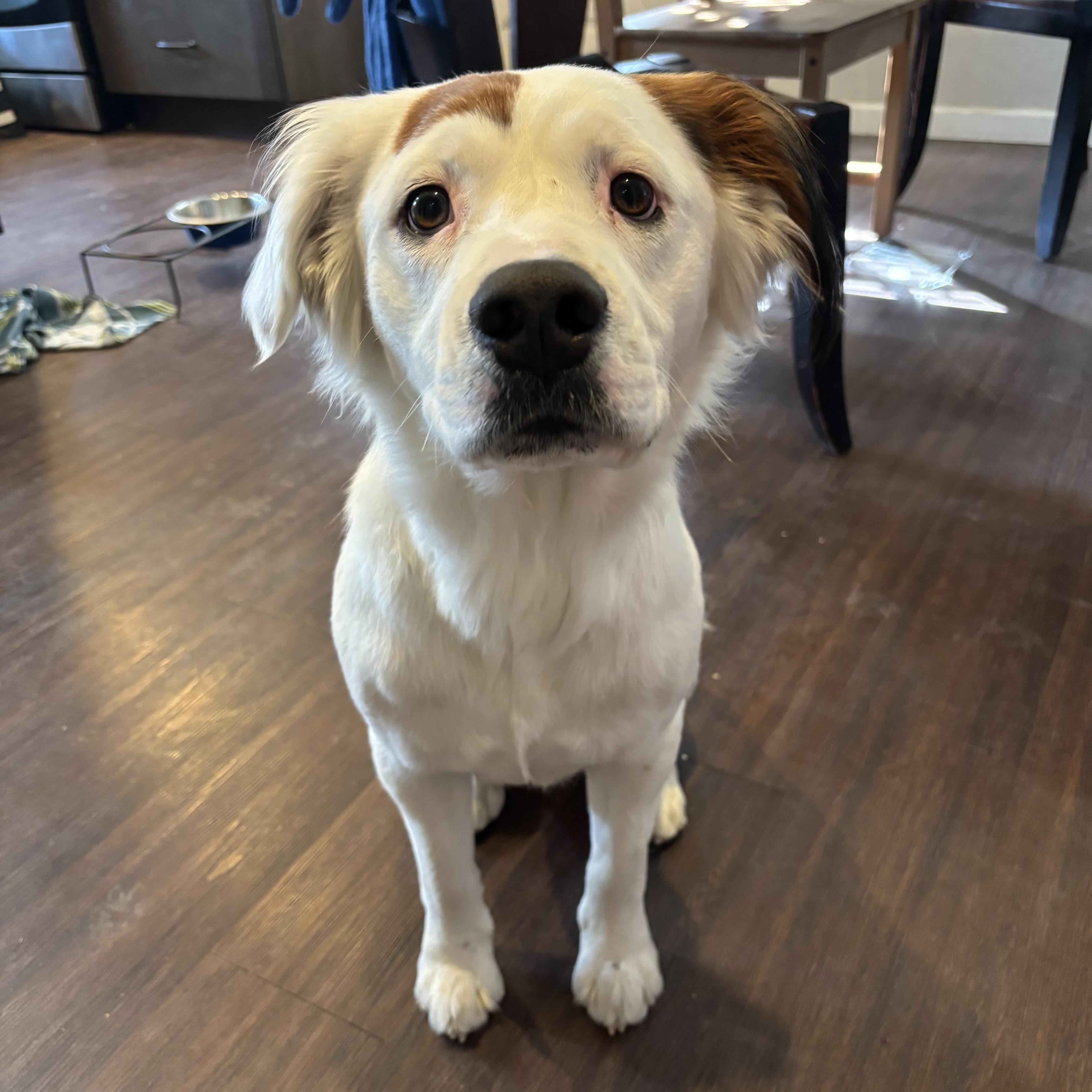 Enlarge Rocco, a ADOPTABLE mixed breed in Aspen, CO image 3/6