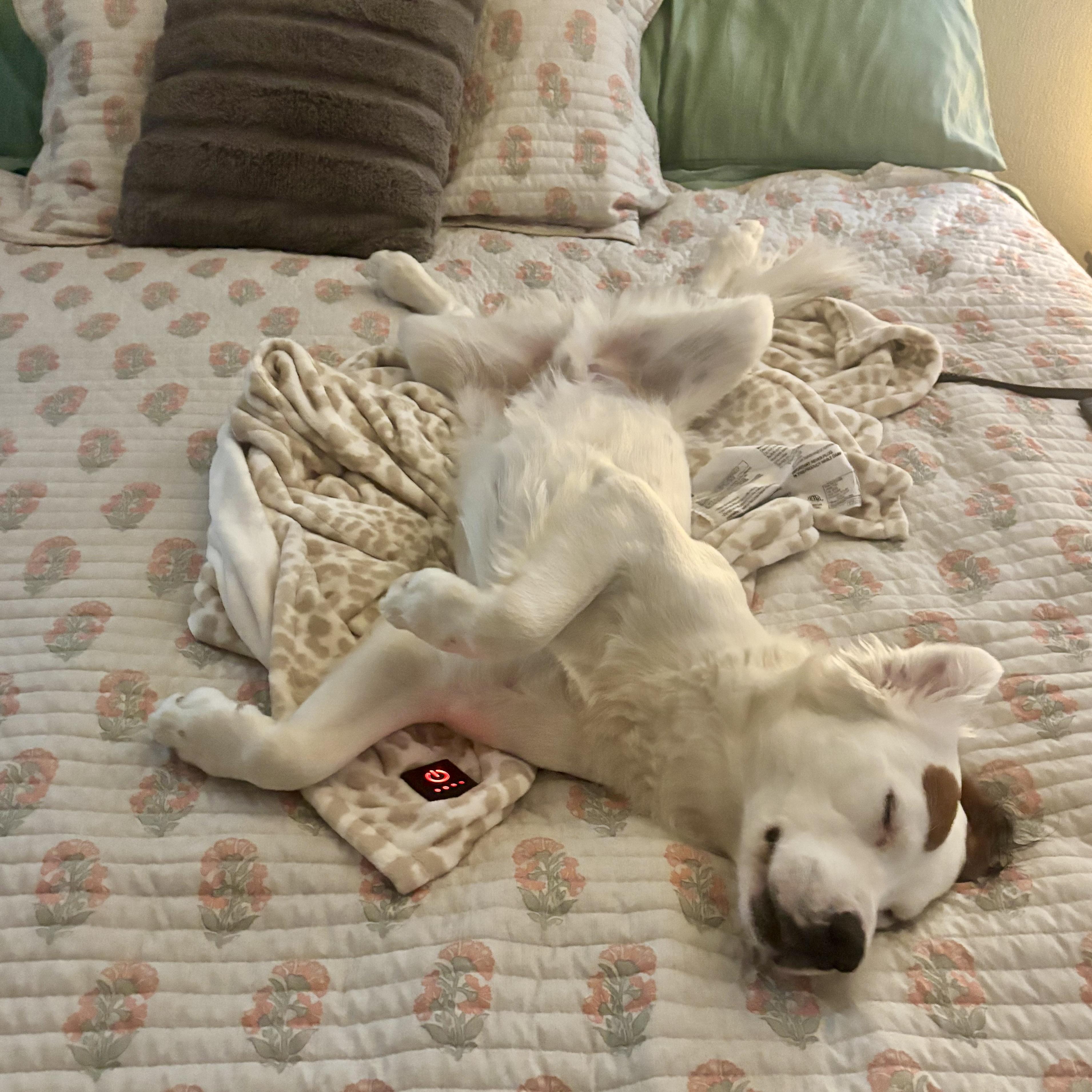 Enlarge Rocco, a ADOPTABLE mixed breed in Aspen, CO image 4/6