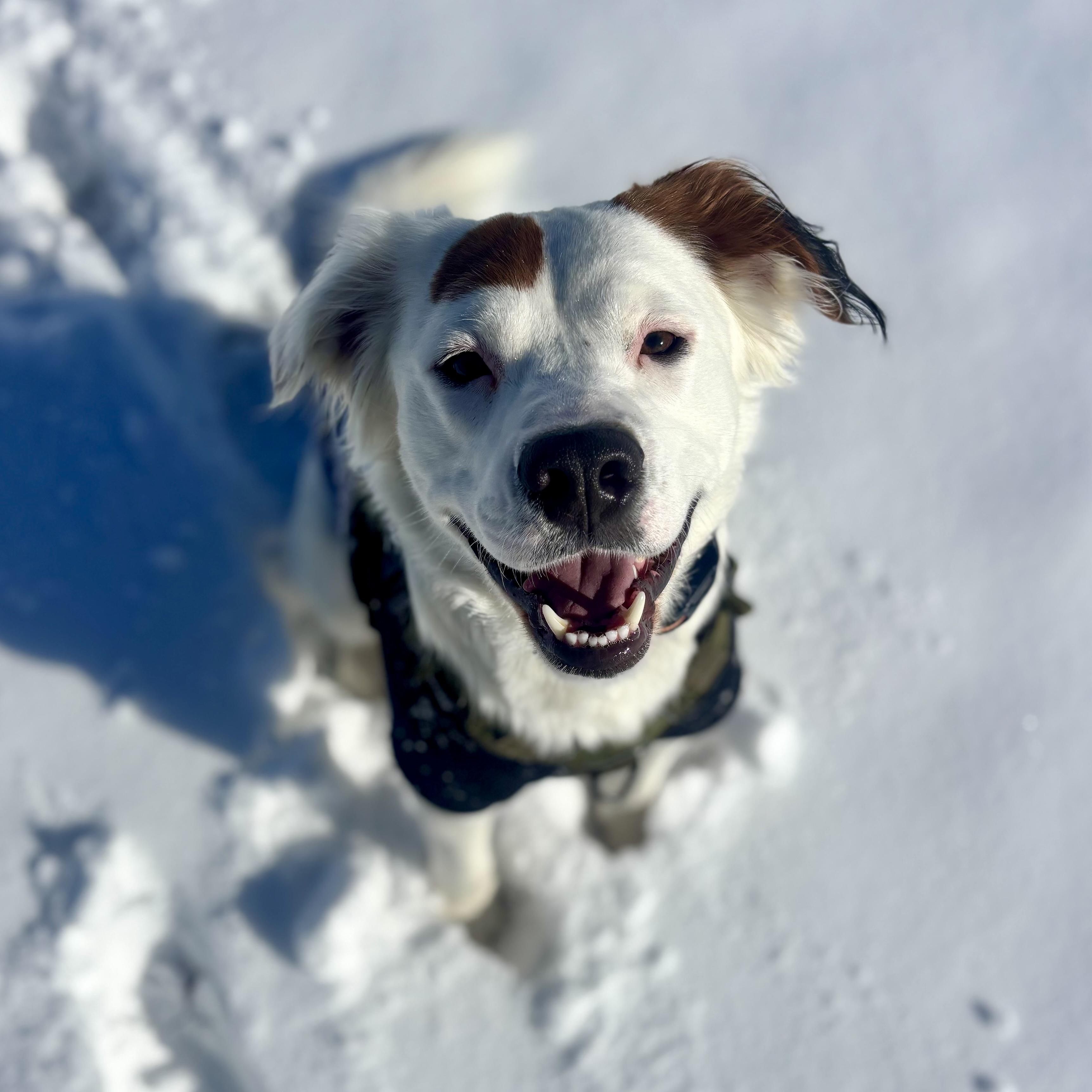 Rocco, ADOPTABLE, Young Male English Setter.