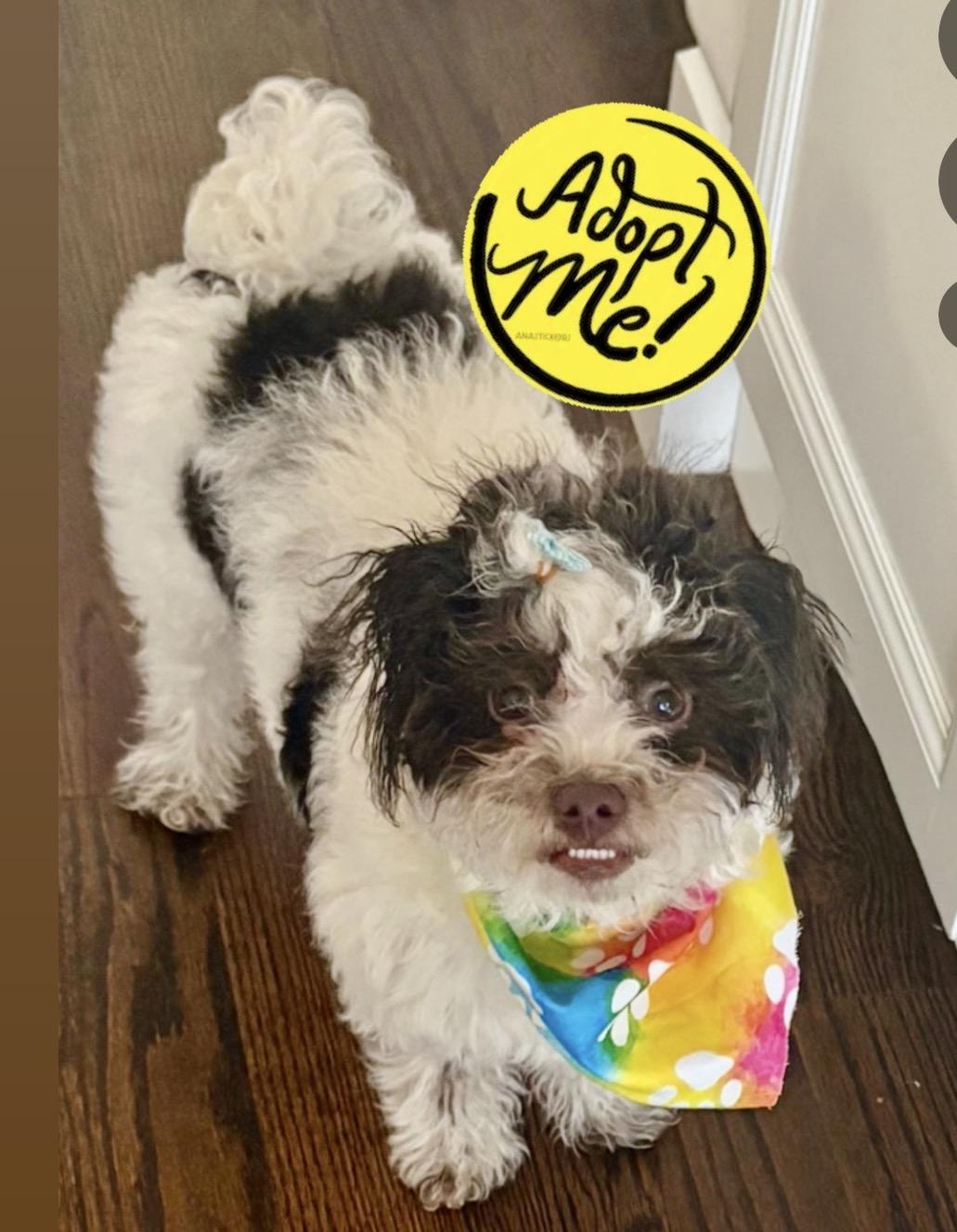 Gizmo, ADOPTABLE, Puppy Male Havanese & Poodle.