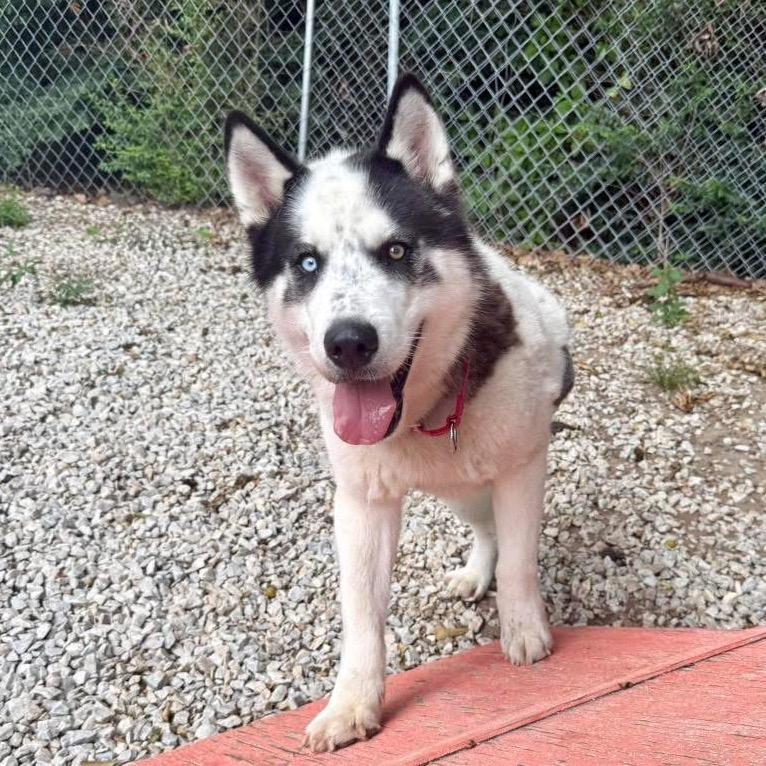 Lyzse, Adoptable, Adult Male Husky.