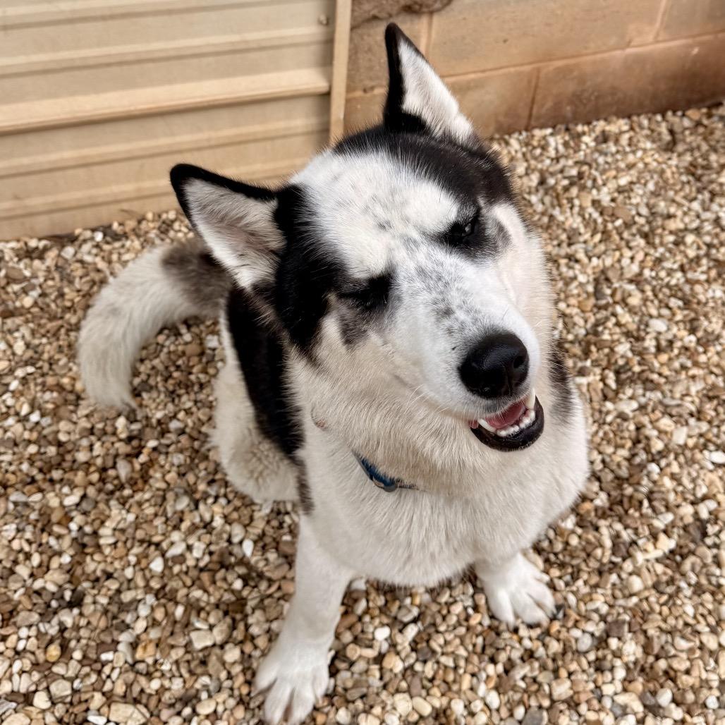 Enlarge Lyzse, a Adoptable Husky in Opelika, AL image 2/6