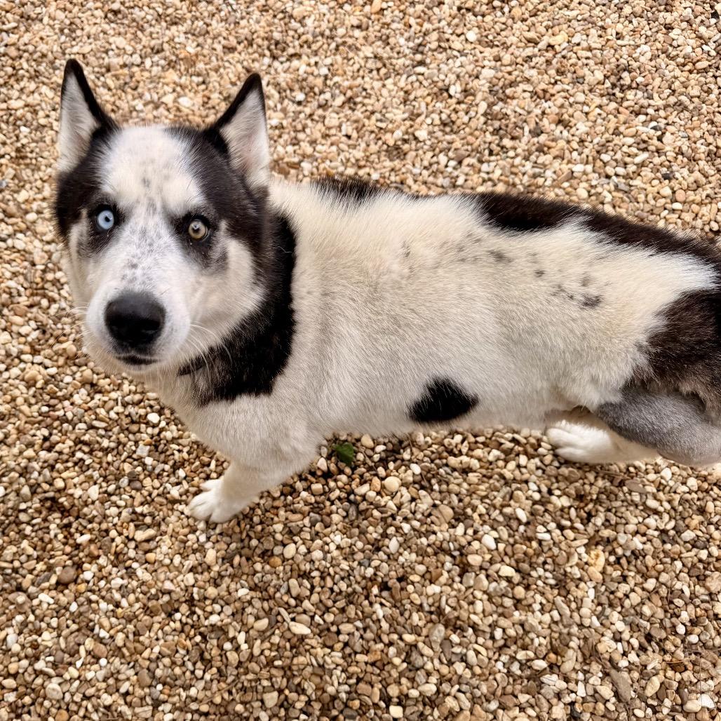 Enlarge Lyzse, a Adoptable Husky in Opelika, AL image 3/6