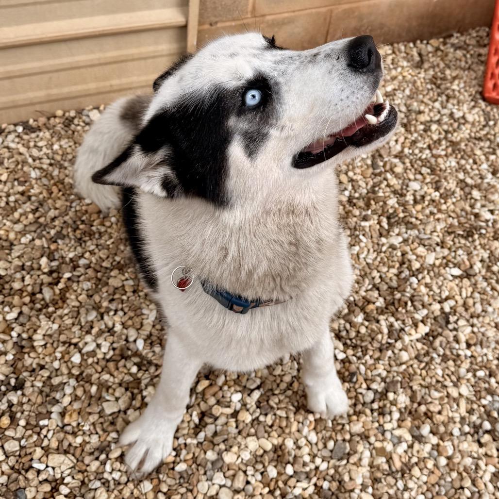 Enlarge Lyzse, a Adoptable Husky in Opelika, AL image 4/6