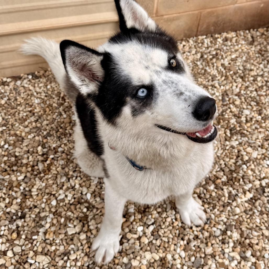 Enlarge Lyzse, a Adoptable Husky in Opelika, AL image 5/6